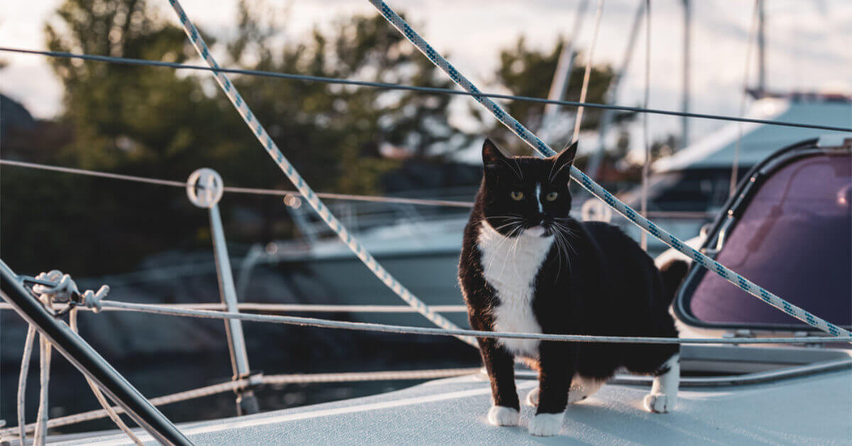 Sloop Cat Cats On Liveaboard Sailboats - A Complete Guide – Life of Sailing